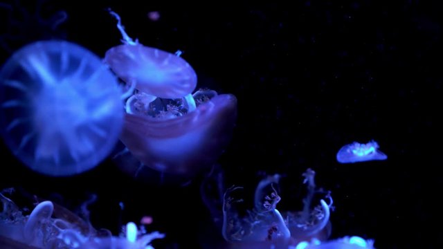 colorful Upside-down jellyfish's floating background in aquarium