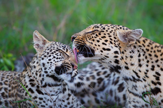 Leopard mother and cub - the female is nursing the young leopard in Sabi Sands Game Reserve in the greater Kruger region in South Africa