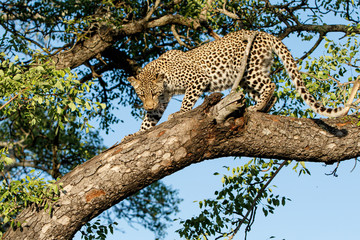 Leopard cub coming out a tree in Sabi Sands Game Reserve in the greater Kruger region in South Africa