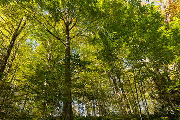 trees in the autumn in the Küre mountains of north central Turkey