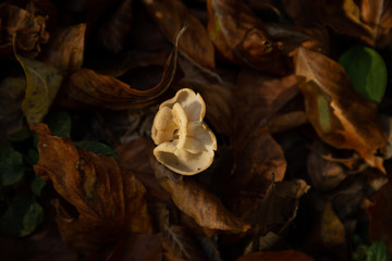 mushrooms growing in the forest
