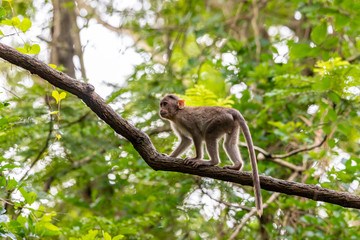 monkey sitting on tree branch in the dark tropical forest in the Sanjay Gandhi National Park Mumbai Maharashtra India.