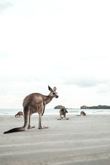 Kangaroo watches you at the Ocean on the Beach