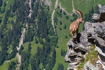 male alpine capra ibex capricorn balancing on rock at abyss - obrazy, fototapety, plakaty
