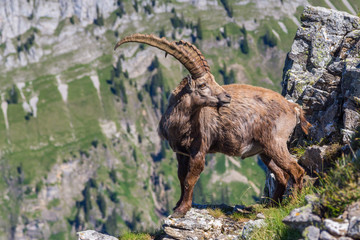 male alpine ibex capricorn standing at abyss looking back