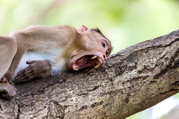 monkey sitting on tree branch in the dark tropical forest in the Sanjay Gandhi National Park Mumbai Maharashtra India.
