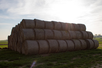  Close-up of cylindrical hay bales on farmland against a blue sky. Autumn landscape of cylindrical...