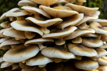 mushrooms growing in the forest