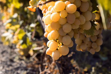 Bunch of grapes on vine