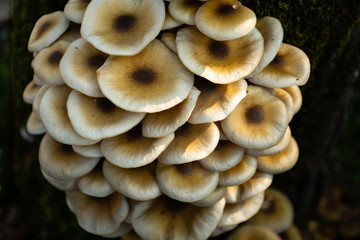 mushrooms growing in the forest