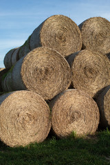  Close-up of cylindrical hay bales on farmland against a blue sky. Autumn landscape of cylindrical bales of hay in farmland in the sunset, cultivating fields.