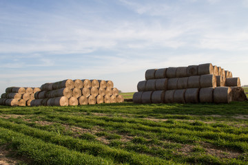  Close-up of cylindrical hay bales on farmland against a blue sky. Autumn landscape of cylindrical...