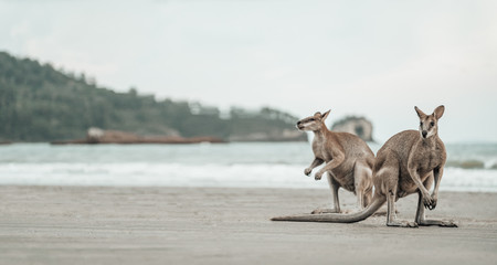 Kangaroos watches the Ocean at the Beach