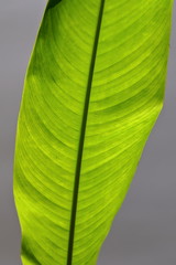 Strelitzia,bird of paradise leaf closeup