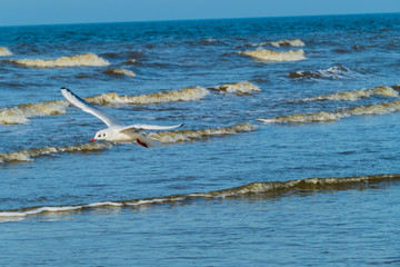 Fototapeta na wymiar Fliegende Lachmöwe an der Nordsee
