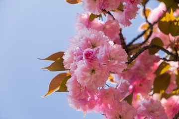 cherry blossom under blue sky