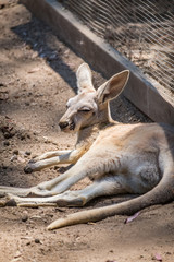 Joey Kangaroo in the Zoo in Queensland 