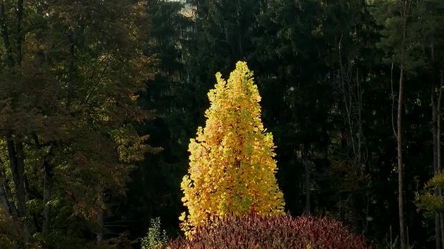 Dieser Tulpenbaum wird dem Begriff "goldener Herbst" mehr als gerecht