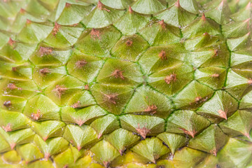 Detail of thorns on the durian peel , Thailand