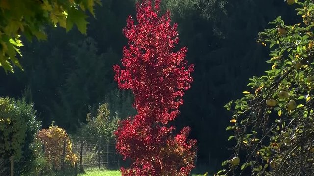 Feurig rot sind die Bl&auml;tter des Ahorns im Herbst gef&auml;rbt (Kamerazoomfahrt)