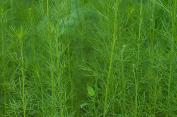 green grass consisting of thin stems