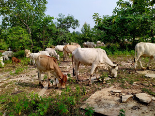 Herd of cows Eating Grass in Forest