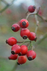 branch of rose hip