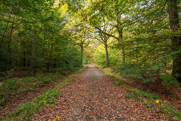 Road covered with fallen leaves  in a forest, France