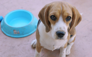 beagle in front of wall