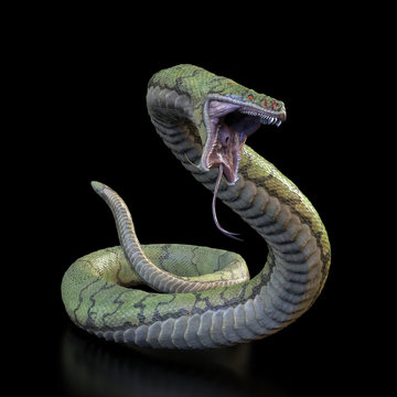 Snake with an open mouth.3d illustration.