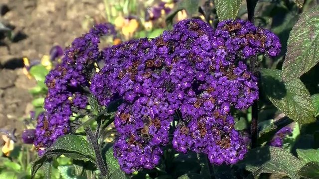 Die violette Vanilleblume bewegt sich im Wind