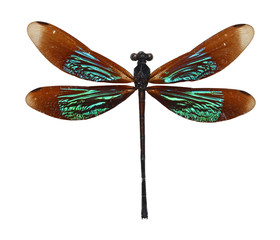 Dragonfly close up