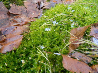 green moss on a tree