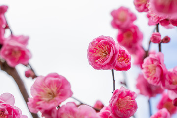 ピンクの梅の花
