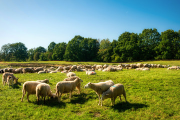 Fototapeta premium Sheep herd in the Dosenmoor in Schleswig-Holstein, Germany