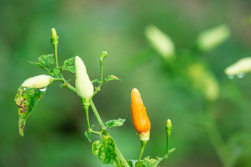 Drops of water on orange and green peppers on the tree after rain in the morning.