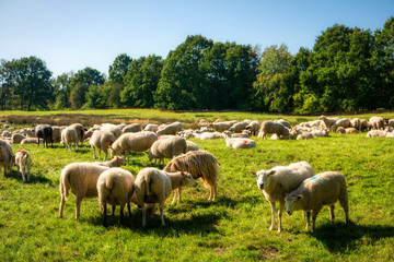 Obraz na płótnie Canvas Sheep herd in the Dosenmoor in Schleswig-Holstein, Germany