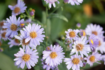 Purple flowers have water droplets on the petals in the morning after rain with a green background.