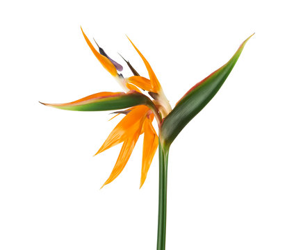 Strelitzia reginae flower, Bird of paradise flower, Tropical flower isolated on white background, with clipping path