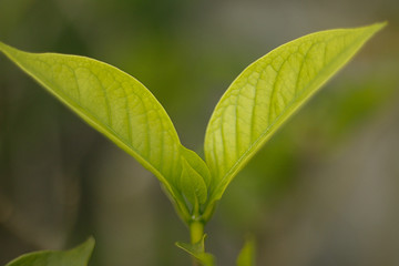 green leaves of tree