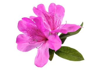 Peel and stick wall murals Azalea Azaleas flowers with leaves, isolated on white background with clipping path  