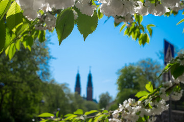 White cherry blossom in full bloom and green leaves a sunny day with blue sky. In the distance the two towers of Högalid Church, located in the Södermalm district of Stockholm, Sweden.