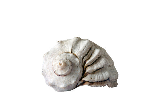 Sea shell close-up. Isolated object on white background.