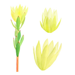 Yellow tropical flowers watercolor set. African leucadendron safari sunset hand painted flowers. Isolated on white background. Perfect for print, wedding design, fabric. 