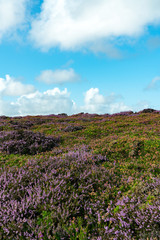 Fototapeta premium lilac and purple heath meadows under a blue sky with cumulus clouds