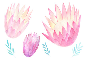 Pink and violet watercolor king protea vintage bohemian flower set. Watercolor hand drawn isolated on white background. 