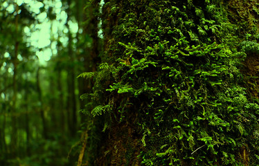 Obraz premium green moss background