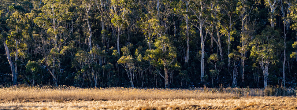 Australian Glass Land With Forest Background In Golden Light Panorama Sclerophyll Forests In An Evening Sun 