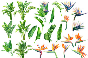 Set Strelitzia bloemen en bladeren op een afgelegen witte achtergrond, aquarel tropische planten, botanische illustratie, wenskaart, paradijsvogel