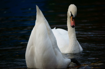 swan on the lake